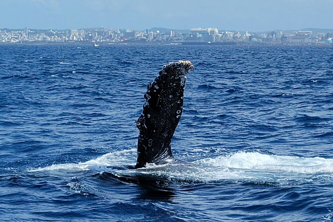 Whale Watching in Okinawa - Wheelchair Accessibility and Transportation