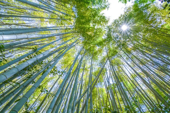 Arashiyama Bamboo & Must See Gardens With an Amazing Guide - Discovering the Must-See Gardens