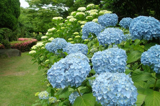 Colors of Japan, Fukuoka Nokonoshima Island Park & Wagyu BBQ - Exploring Nokonoshima Island Park