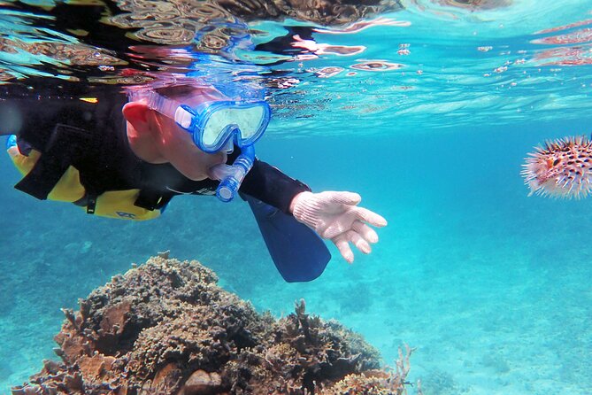 Half Day Amami Japan Boat Snorkeling Adventure - Experiencing the Local Culture