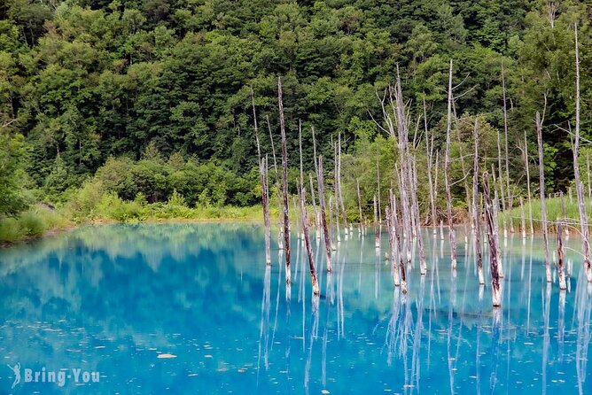Hokkaido Day Trip From Sapporo: Asahiyama Zoo to Ningle Terrace - Navigating the Hokkaido Day Trip