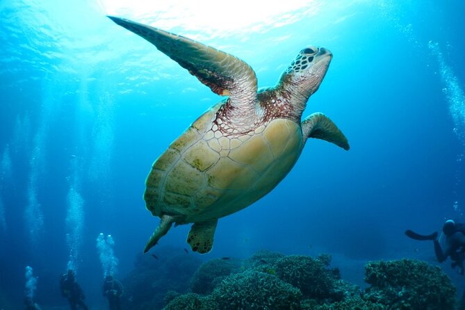 Kerama Islands Experience Dive/Snorkeling/Whale Watching Service - Kerama Islands Whale Watching Experience