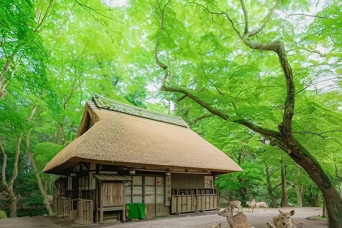 Kyoto and Nara Day Tour From Osaka and Kyoto - Nara Park and Deer
