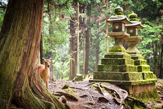 Nara: 1.5 Hour Private Kasuga Taisha Shrine Tour - World Heritage - Whats Included and Accessibility