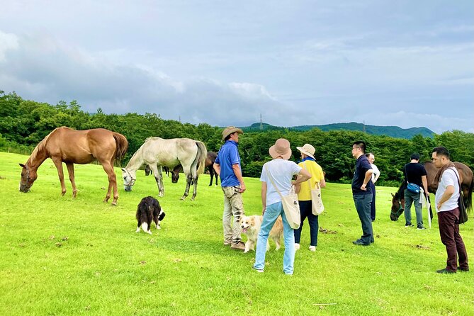 Pasture Hike With Horse Whisperer at Horse Trust in Kagoshima - Good To Know