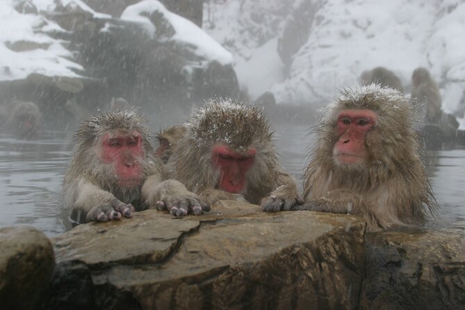 Snow Monkey Park and Miso Production Tour Bullet Train From Tokyo - Monkey Park Experience