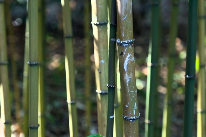 Tokyo: Imperial Palace Shogun Historical Walking Tour - Practical Information and Tips