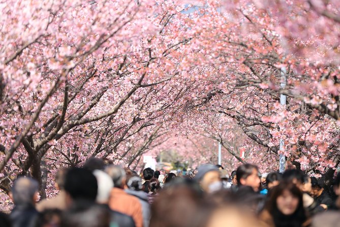 Tokyo Spring Daytime (Cherry Blossom) Food Tour - Meeting and End Points