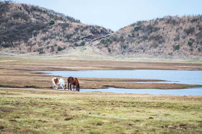 Aso Vocano, Grassland,Onsen and Aso Shrine 1-Day Tour - Customer Feedback