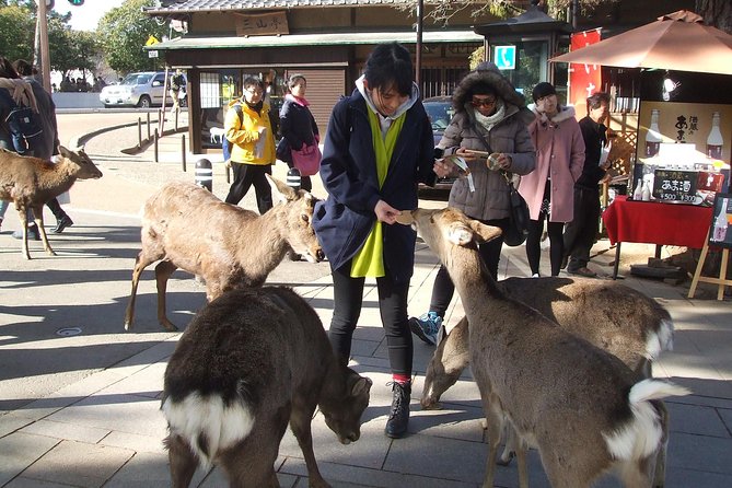 Exploring Nara - Reviewing the Tour Experience