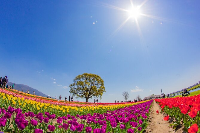 Fukuoka Cherry Blossom and Tulip Tour With Boat Ride Yokabus - Confirmation, Cancellation, and Pricing