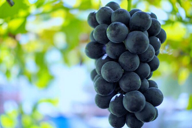 Mt Fuji, Panoramic Ropeway & Seasonal Fruits Picking - Guest Feedback and Experiences