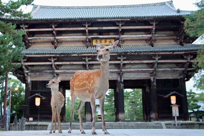 Perfect Nara Park Half-Day Bus Tour With English Speaking Guide - Interacting With Friendly Deer