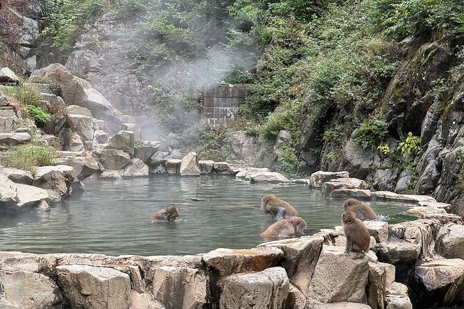 Snow Monkey Park Private Tour From Tokyo With Licensed Guide - Snow Monkey Park Highlights