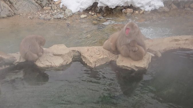 Snow Monkey, Shiga Kogen Roman Museum With Lunch Buffet - Buffet Lunch Experience