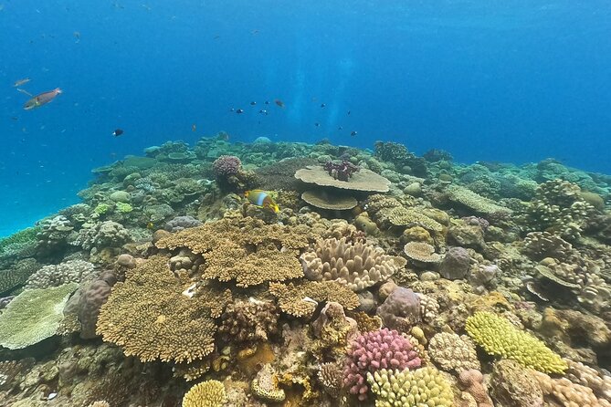 Boat Snorkeling Trip 1 Round at Nakijin, Kouri Island , Okinawa - Inclusions