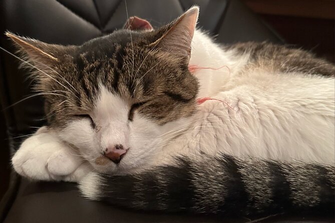Cat Cafe & Bar Private Tour in Yanaka & Yushima - Good To Know