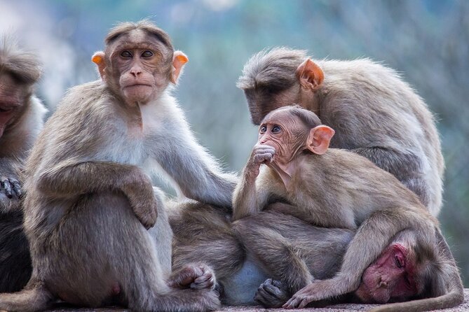 From Tokyo: Nagano Snow Monkey Park Private Tour - Good To Know