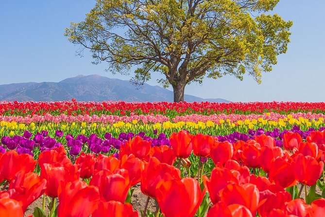 Fukuoka Cherry Blossom and Tulip Tour With Boat Ride Yokabus - Good To Know
