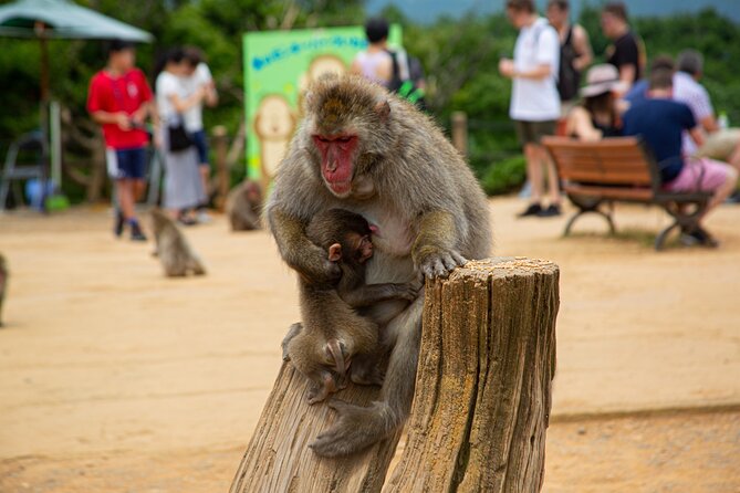 Full Day Kyoto Walk in Fushimi, Arashiyama, Monkey, and Kinkakuji - Good To Know