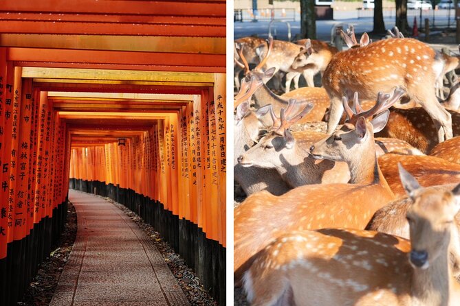 Kyoto and Nara in 1 Day in Fushimi Inari and Deer Park - Good To Know