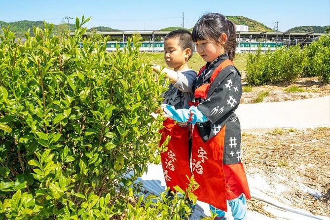 Kyoto Uji Tea Picking and Byodo in Temple Private Tour - Good To Know