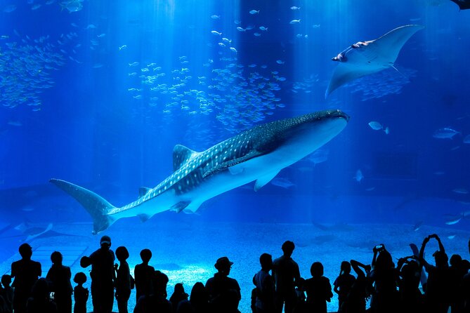 Okinawa Hip-hop Bus B Course Tour (Okinawa Churaumi Aquarium) - Good To Know
