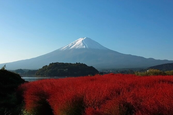 One Day Tour to Oishi Park and Fruit Picking in Mt. Fuji Tokyo - Good To Know
