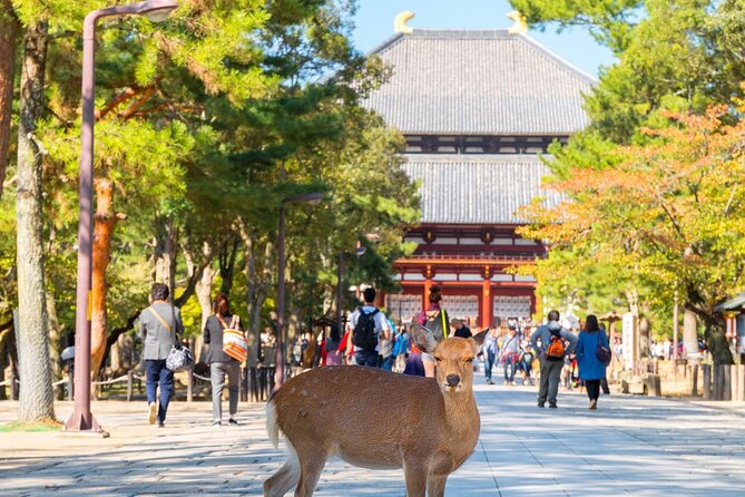 Osaka & Kyoto & Nara Top Hightlights English Speaking Tour - Good To Know
