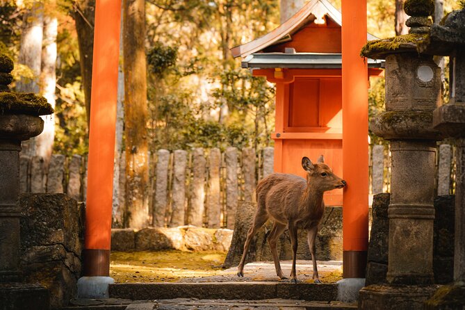Osaka, Nara and Kyoto Day Trip With English Speaking Driver - Good To Know