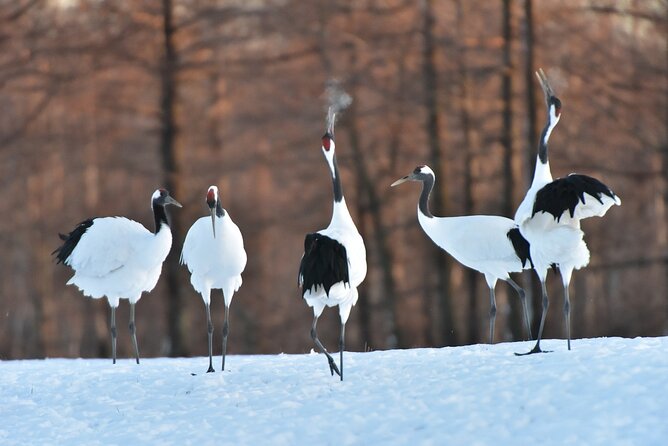 Red Crowned Crane and Wildlife Watching - Good To Know