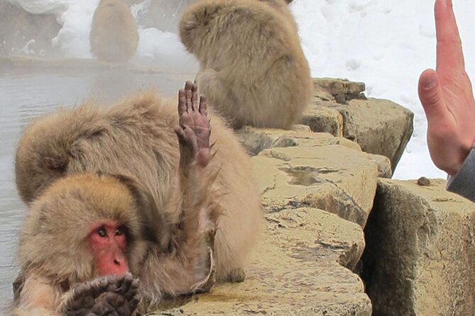 Snow Monkey and Shibu Onsen Afternoon Group Tour From Myoko Kogen - Good To Know