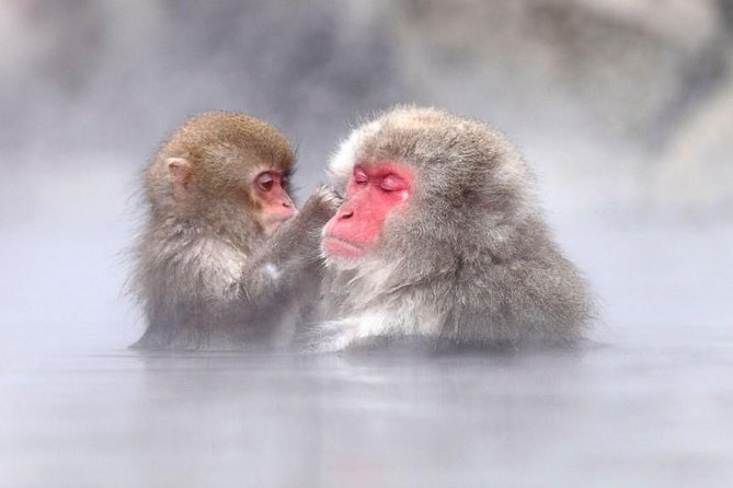 Snow Monkeys Park Tour And  Ebisu-Ko Fireworks Fest in Nagano - Good To Know