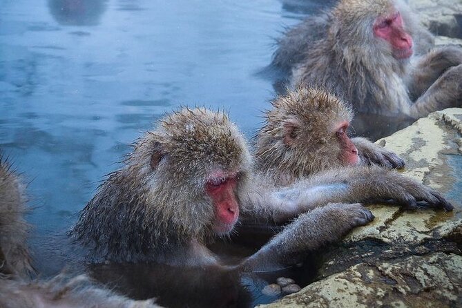 Snow Monkeys Sake Tasting Zenko-ji and Monzen Terrace Lunch - Good To Know