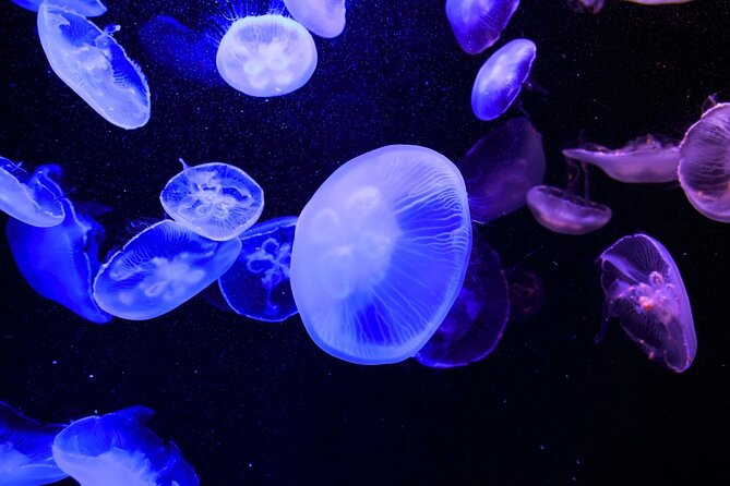 Tokyo Sumida Aquarium E-Ticket With Optional Tokyo Metro Pass - Good To Know