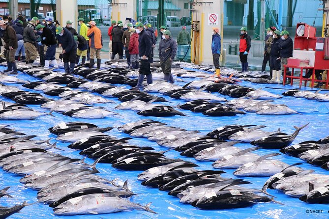 Tuna Auction Market Guided Private Tour in Nachi-Katsuura - Good To Know