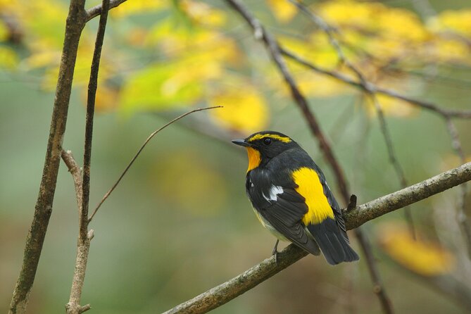 Wild Bird Sanctuary Forest Guided Tour in Nagano - Good To Know