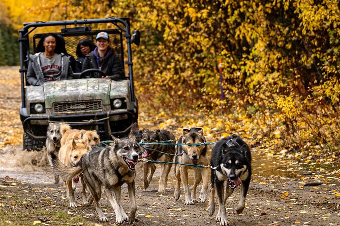 1 Hour Fall Sled Dog Experience in Two Rivers - Good To Know