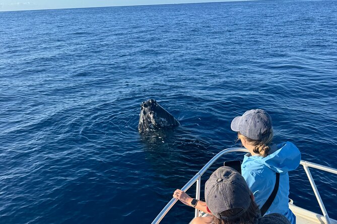12 Passenger Kaanapali Beach Whale Watch Tour. Onboard Whale Mic - Tour Overview