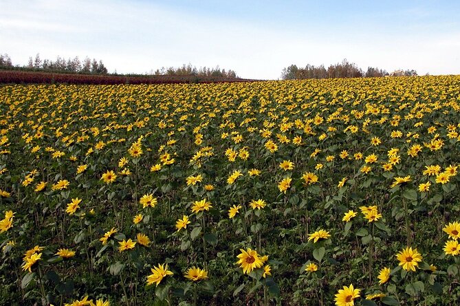 1 Day Fascinating Asahidake and Biei Discovery Tour in Hokkaido - Tour Overview and Details
