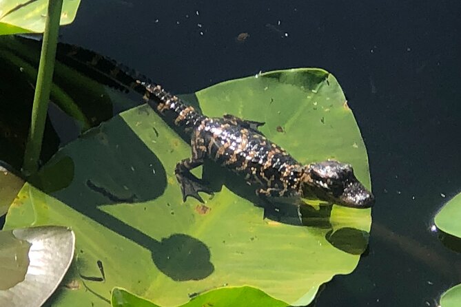 1 Hour Everglades Airboat Tour Central Florida