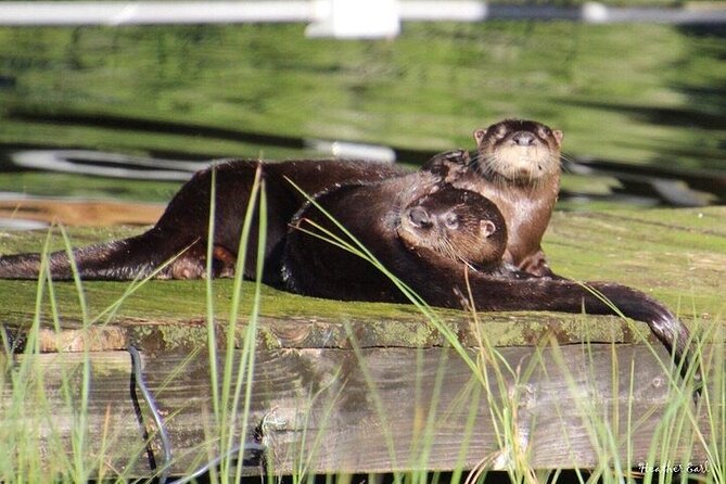 2 Hour Historical Wildlife Tour of the Chain of Lakes