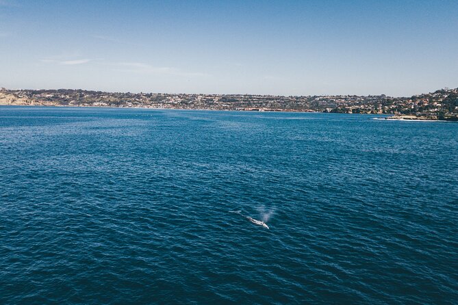 2 Hour Whale Watching Kayak Tour for Two - Experience Highlights