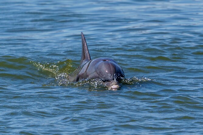 2 Hours Dolphin Eco Tour