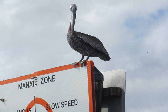 3 Hour See Crystal River Wildlife Safari Boat Cruise