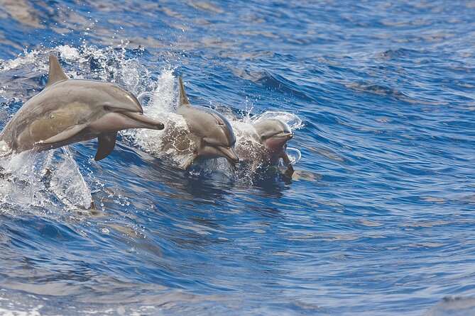 3-Hour Small-Group Maalaea Luxury Snorkel Cruise Tour