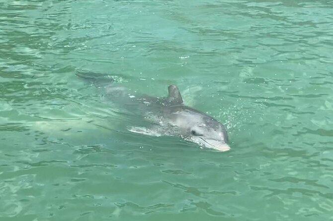 4 Hour Dolphin and Sandbar Cruise