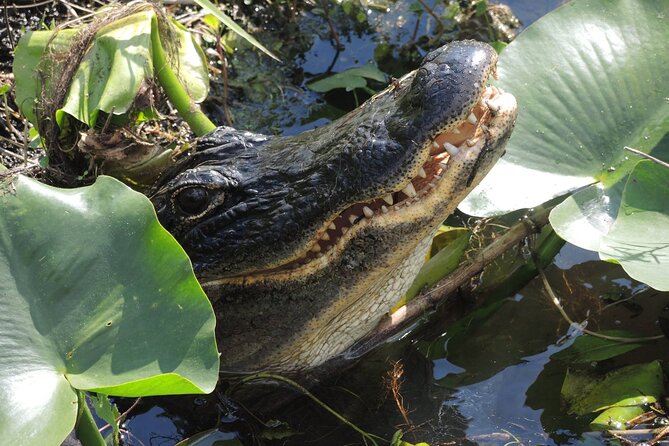 60 Minute Small Group Semi Private Everglades River Of Grass Airboat Charter