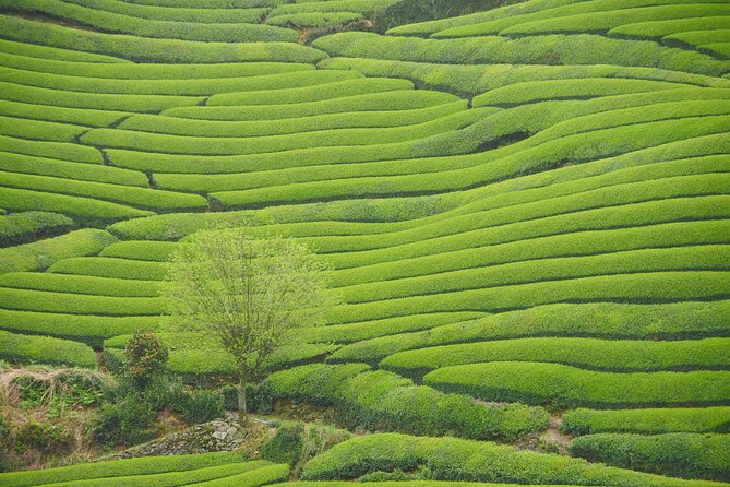 7hr Private Guided Van Tour Nara & Matcha Farm - Tour Overview