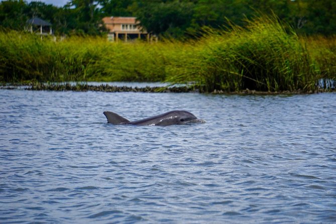 90-Minute Dolphin and Nature Tour of Hilton Head